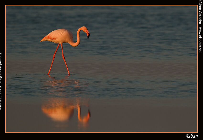 Flamant rose