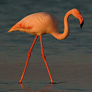 Flamant rose