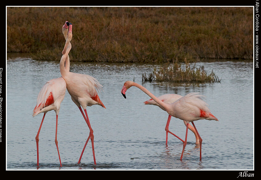 Greater Flamingo