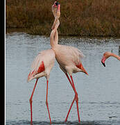 Flamant rose