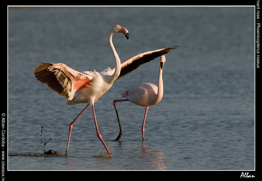 Flamant rose
