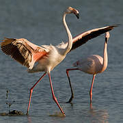 Greater Flamingo