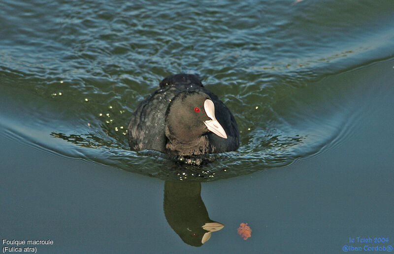 Eurasian Coot