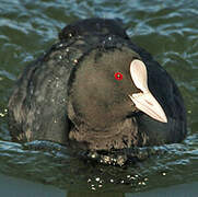 Eurasian Coot