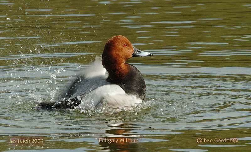 Common Pochard