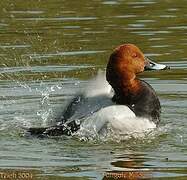 Common Pochard