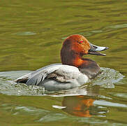 Common Pochard