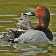 Common Pochard