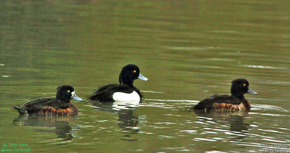 Tufted Duck