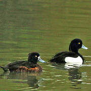 Tufted Duck