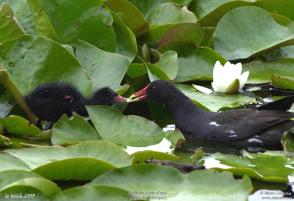 Common Moorhen