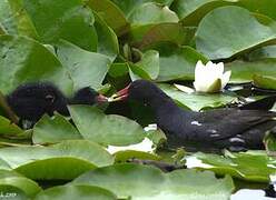 Gallinule poule-d'eau