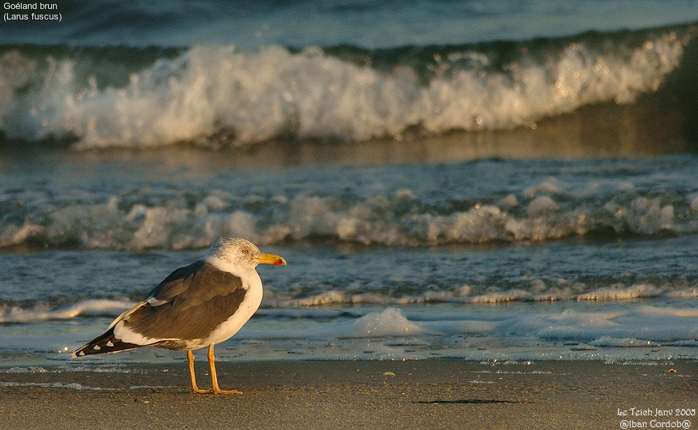 Lesser Black-backed Gull