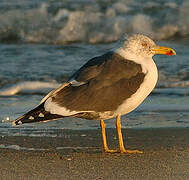 Lesser Black-backed Gull