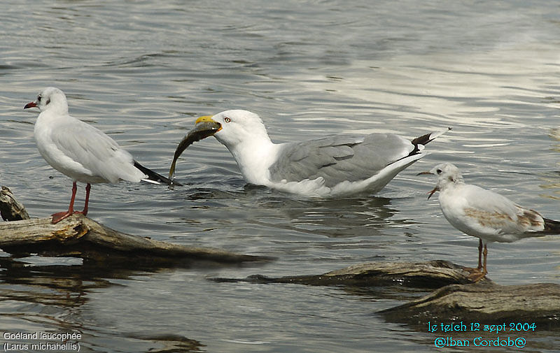 Yellow-legged Gull