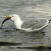 Yellow-legged Gull