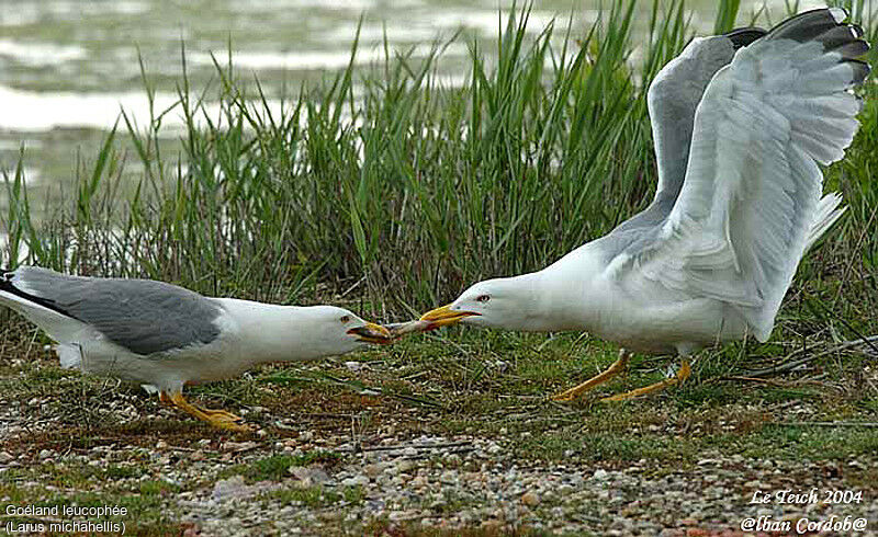 Yellow-legged Gull