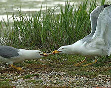 Yellow-legged Gull