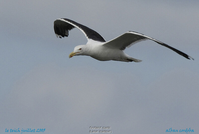 Great Black-backed Gull