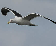 Great Black-backed Gull