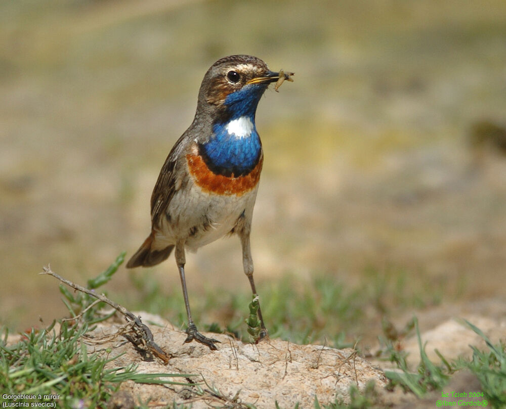 Bluethroat