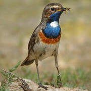 Bluethroat