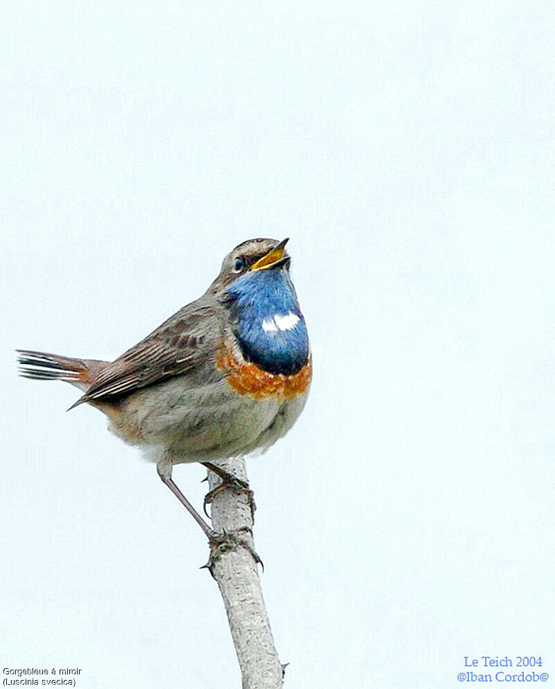 Bluethroat