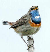 Bluethroat