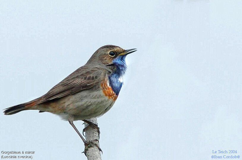 Bluethroat