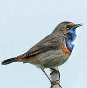 Bluethroat