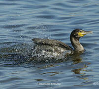 Great Cormorant