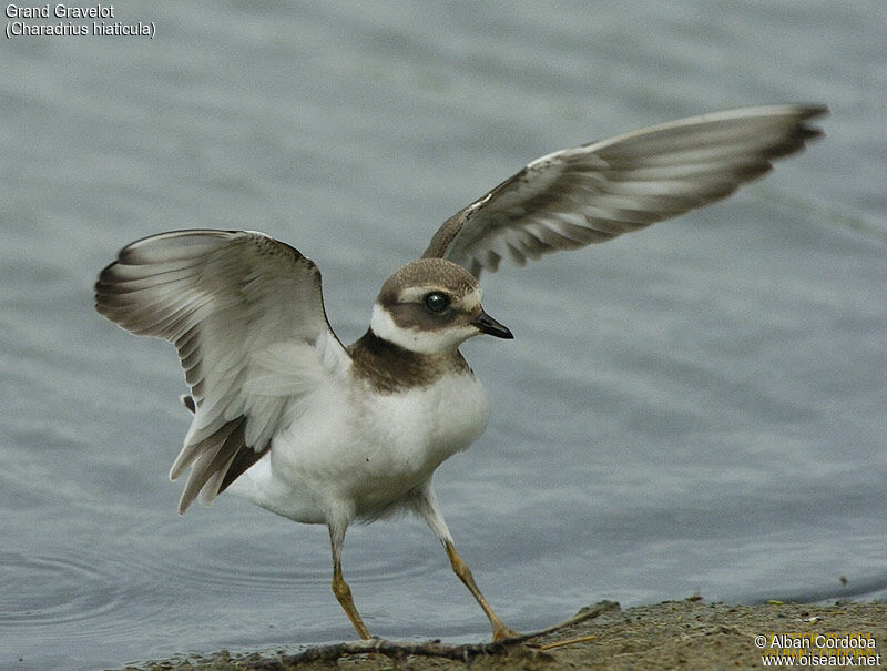 Common Ringed Plover