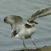 Common Ringed Plover