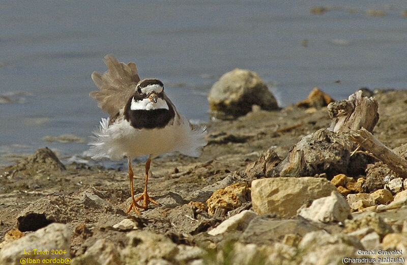 Common Ringed Plover