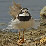 Common Ringed Plover