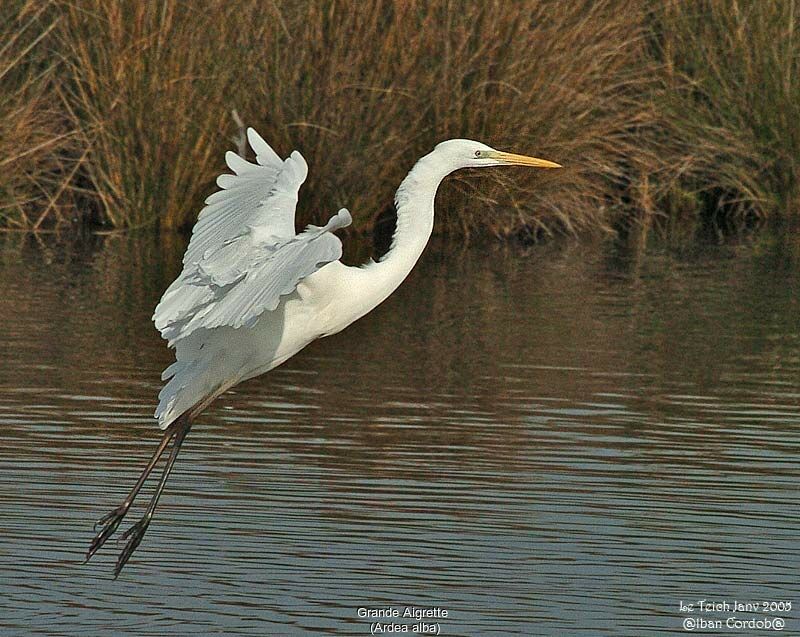 Great Egret