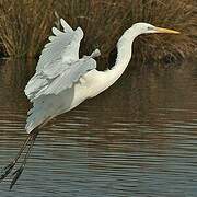 Grande Aigrette