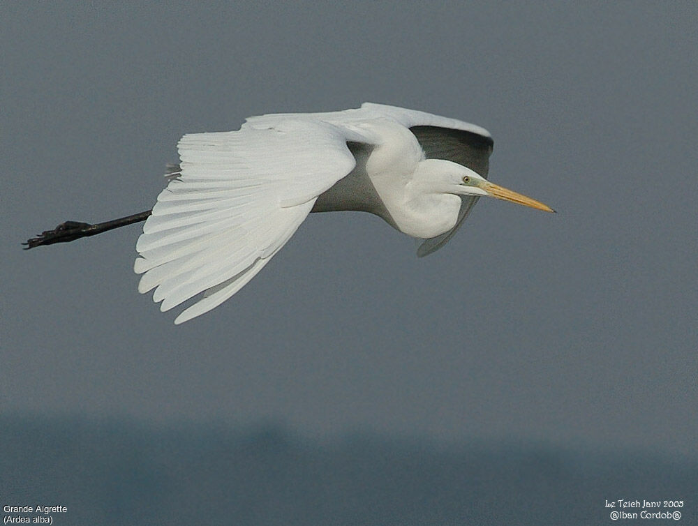 Great Egret