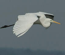 Grande Aigrette