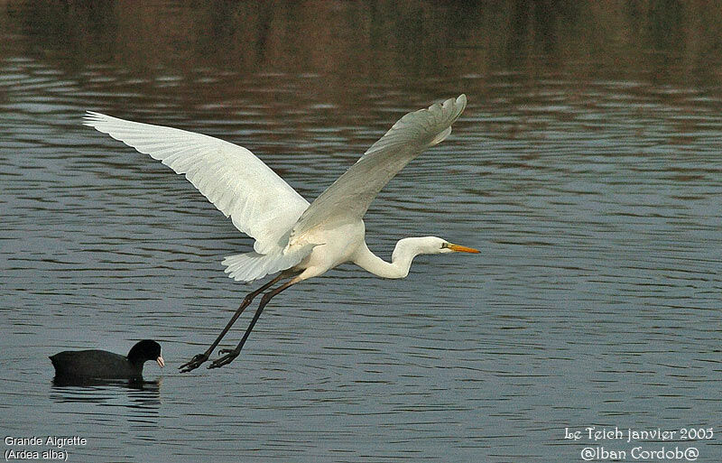 Grande Aigrette