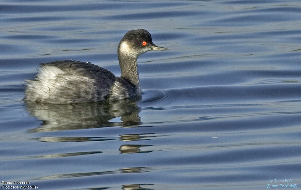 Black-necked Grebe