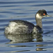 Black-necked Grebe