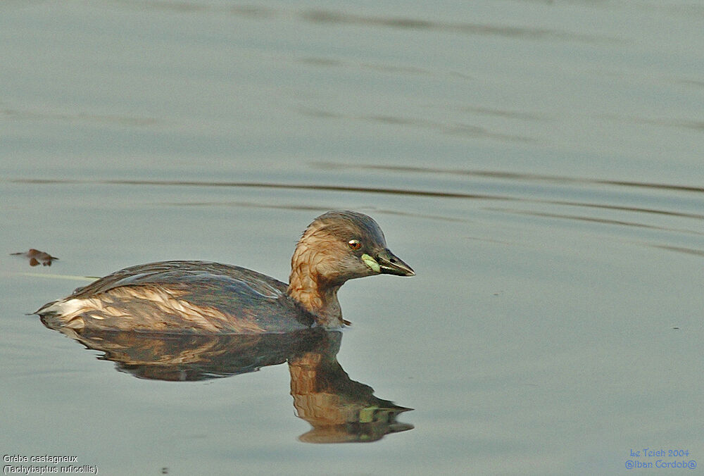 Little Grebe