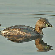 Little Grebe