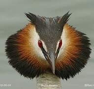 Great Crested Grebe