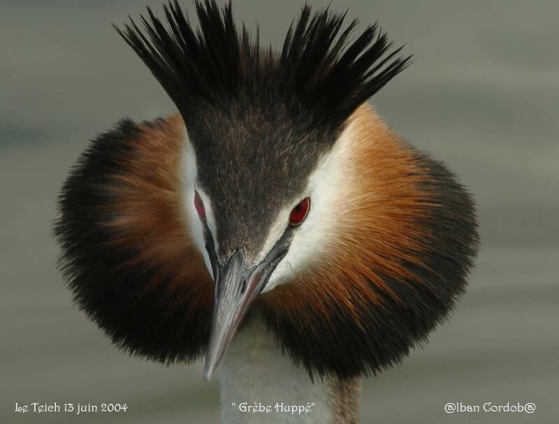 Great Crested Grebe