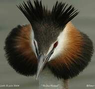 Great Crested Grebe