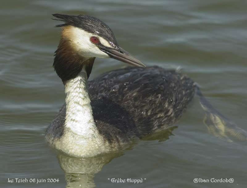 Great Crested Grebe