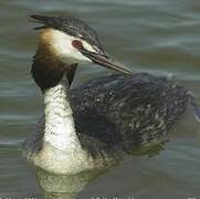 Great Crested Grebe