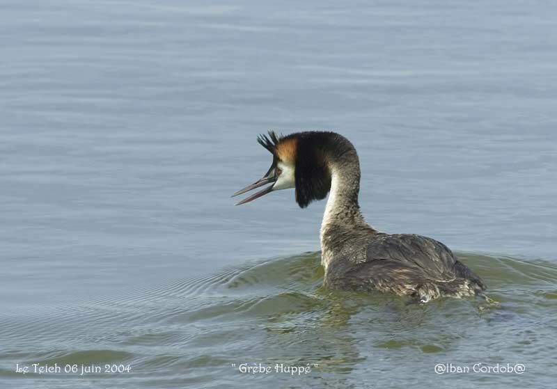 Great Crested Grebe